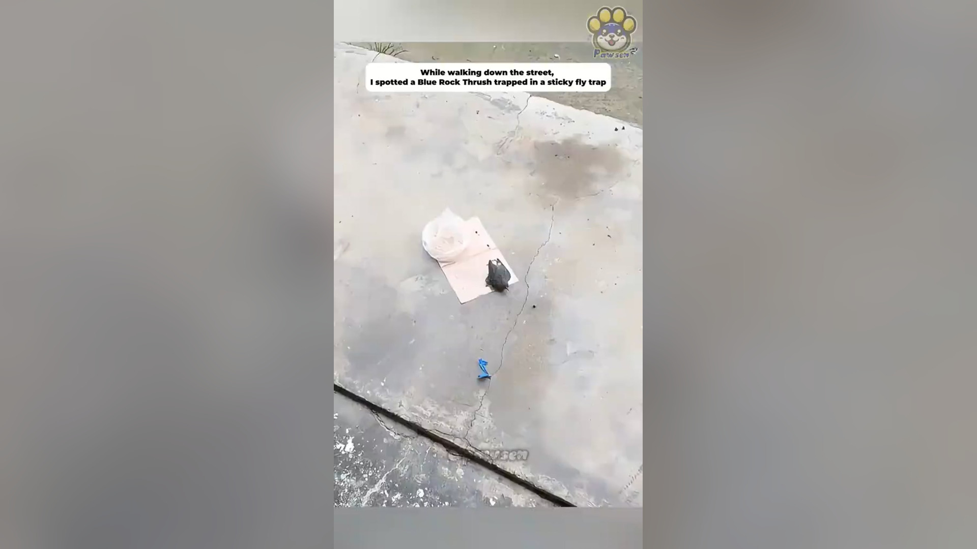 H0704035_He Was Stuck In Fly Trap #lovestory #animals #re