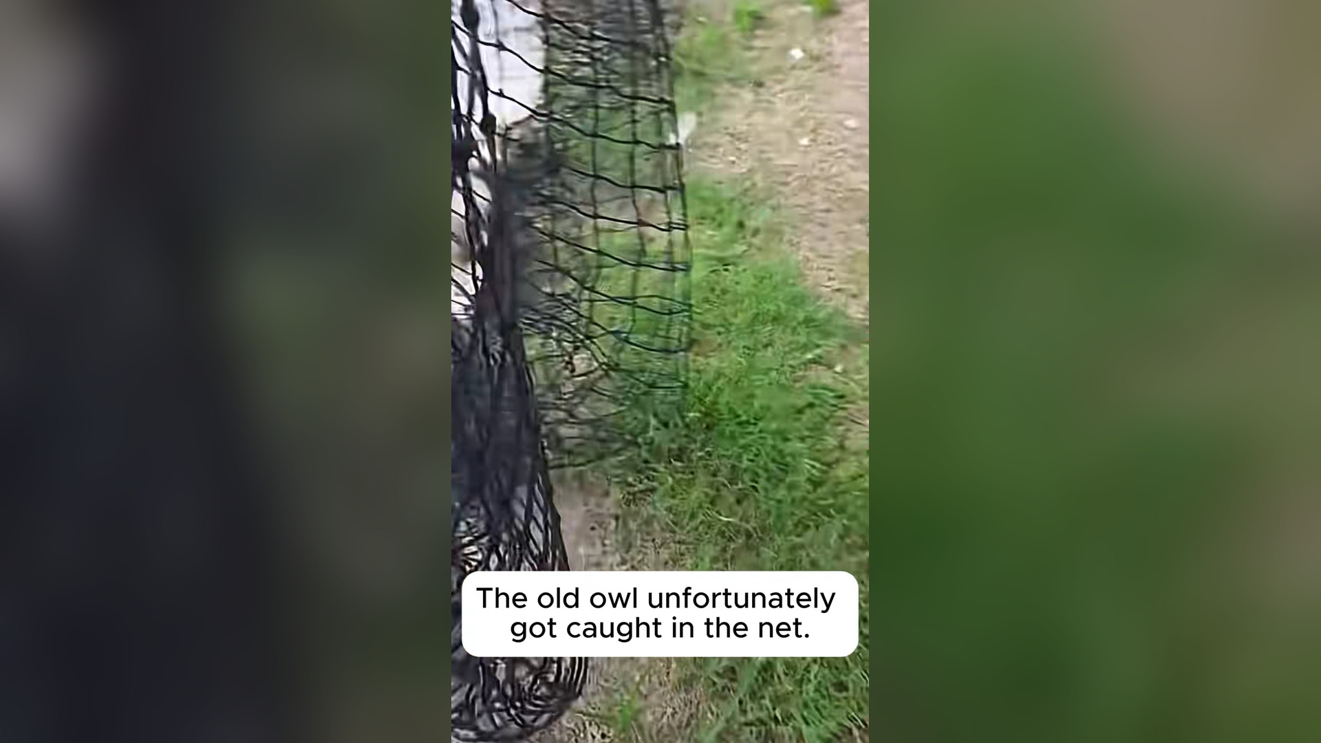 H0704052_Man Rescues an Owl Trapped in Net Heartwar