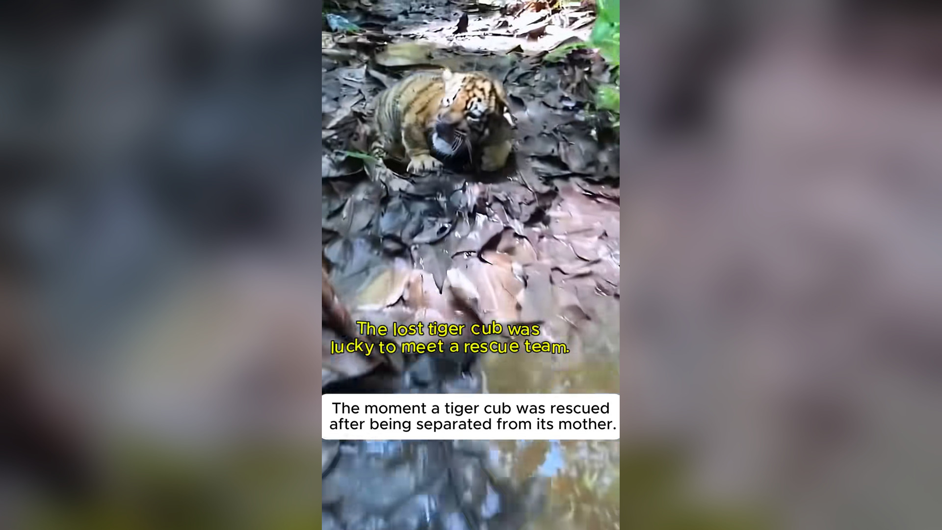 H0704056_Rescue Poor Newborn Tiger Cub was Separated