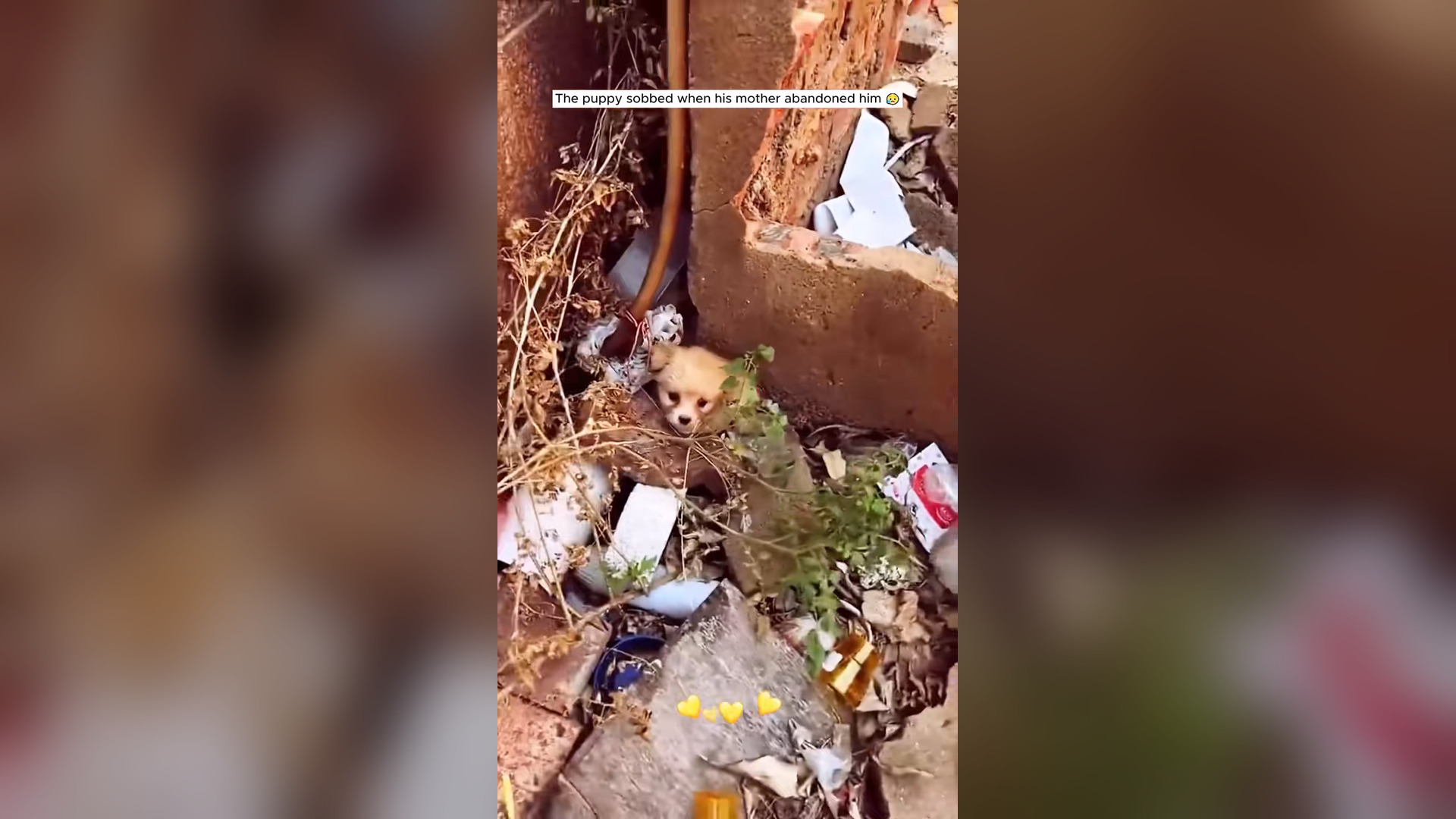 H0704058_Rescue puppy #rescue #res