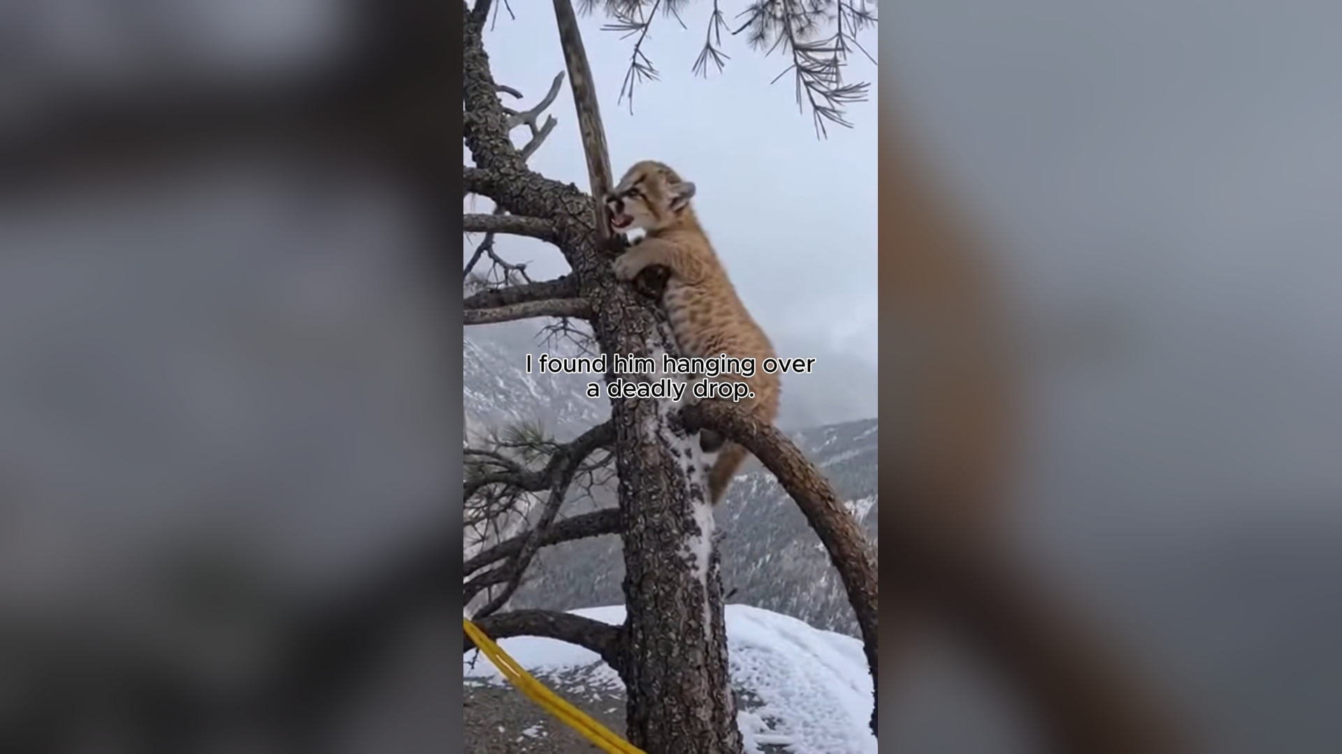 H0704059_found baby cougar hanging over nothing #who