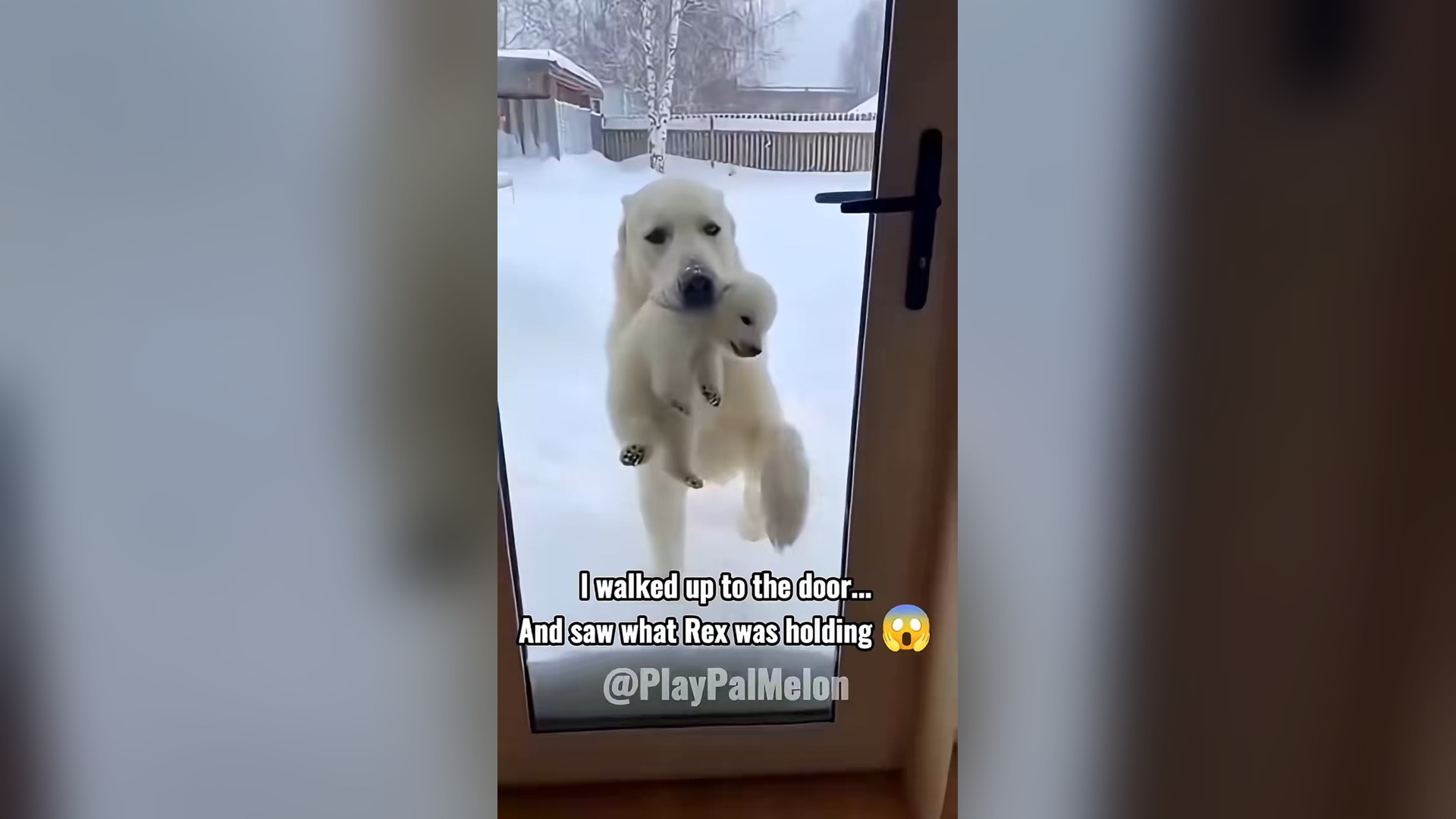 H1104003_my dog brought me baby polar bear what happe