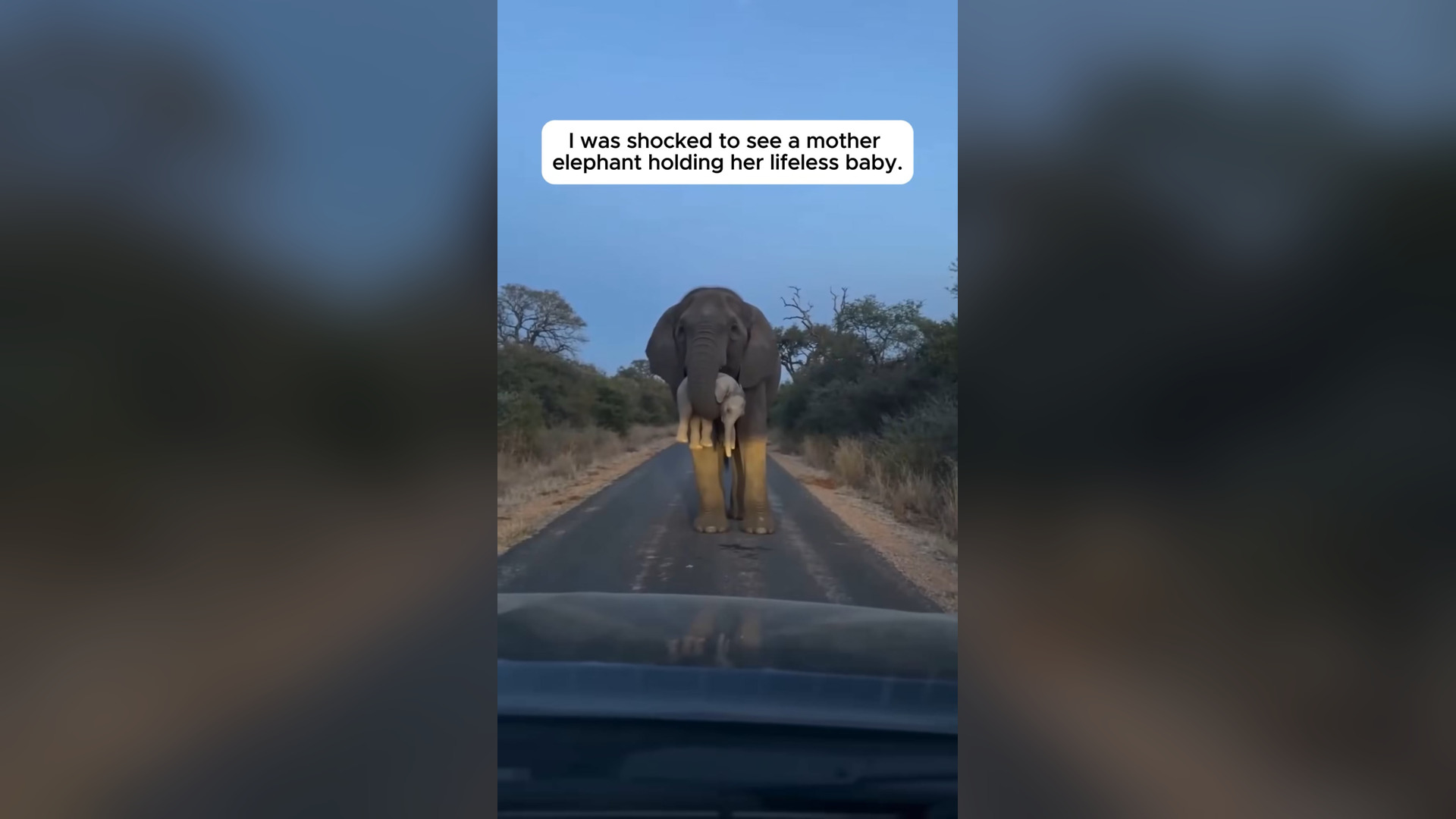 H1104005_Grieving Elephant Held Her Lifeless Baby Up