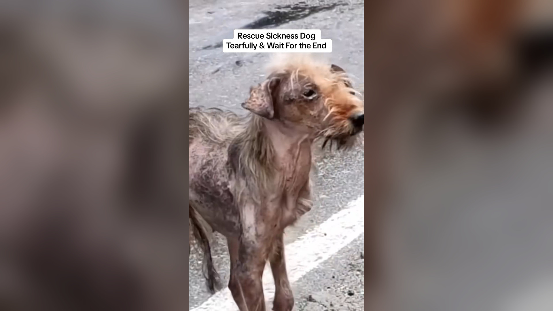 H1104012_Rescue Sickness Dog Tearfully Wait End