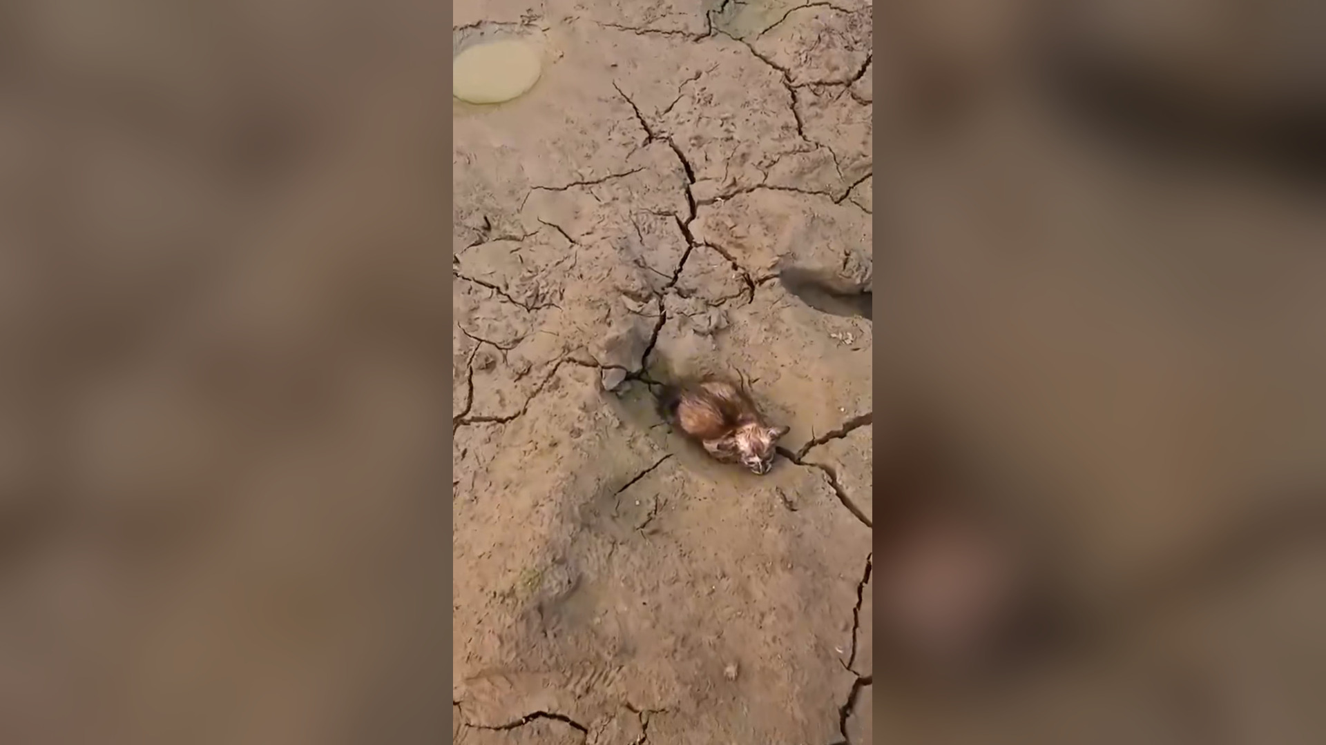 H1104014_kitten shivered cried cold hunger