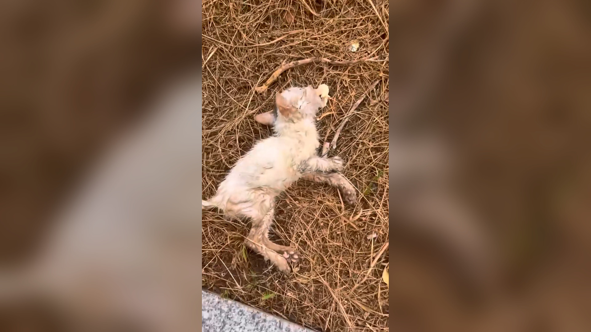 H1104016_cats lost it mother on side of road an