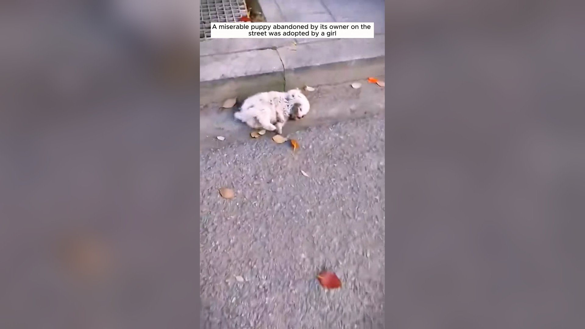 H1104022_Rescue puppy on road #re