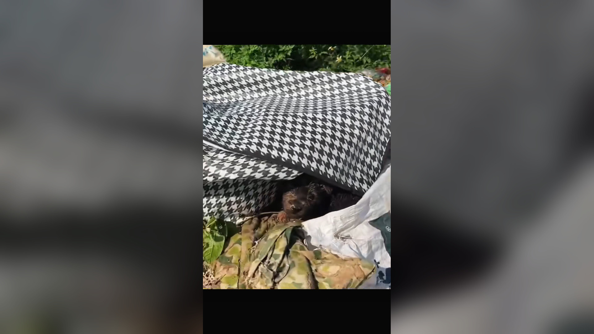 H1104024_baby dog always considers landfill his ho