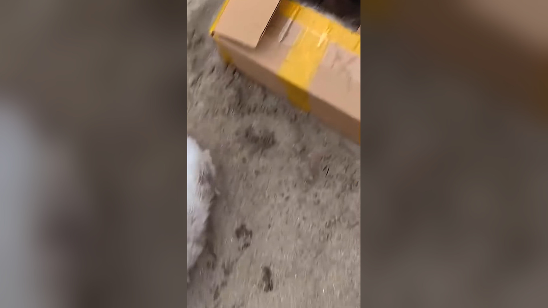 H1104025_Two cats were abandoned in box by their owner ,l