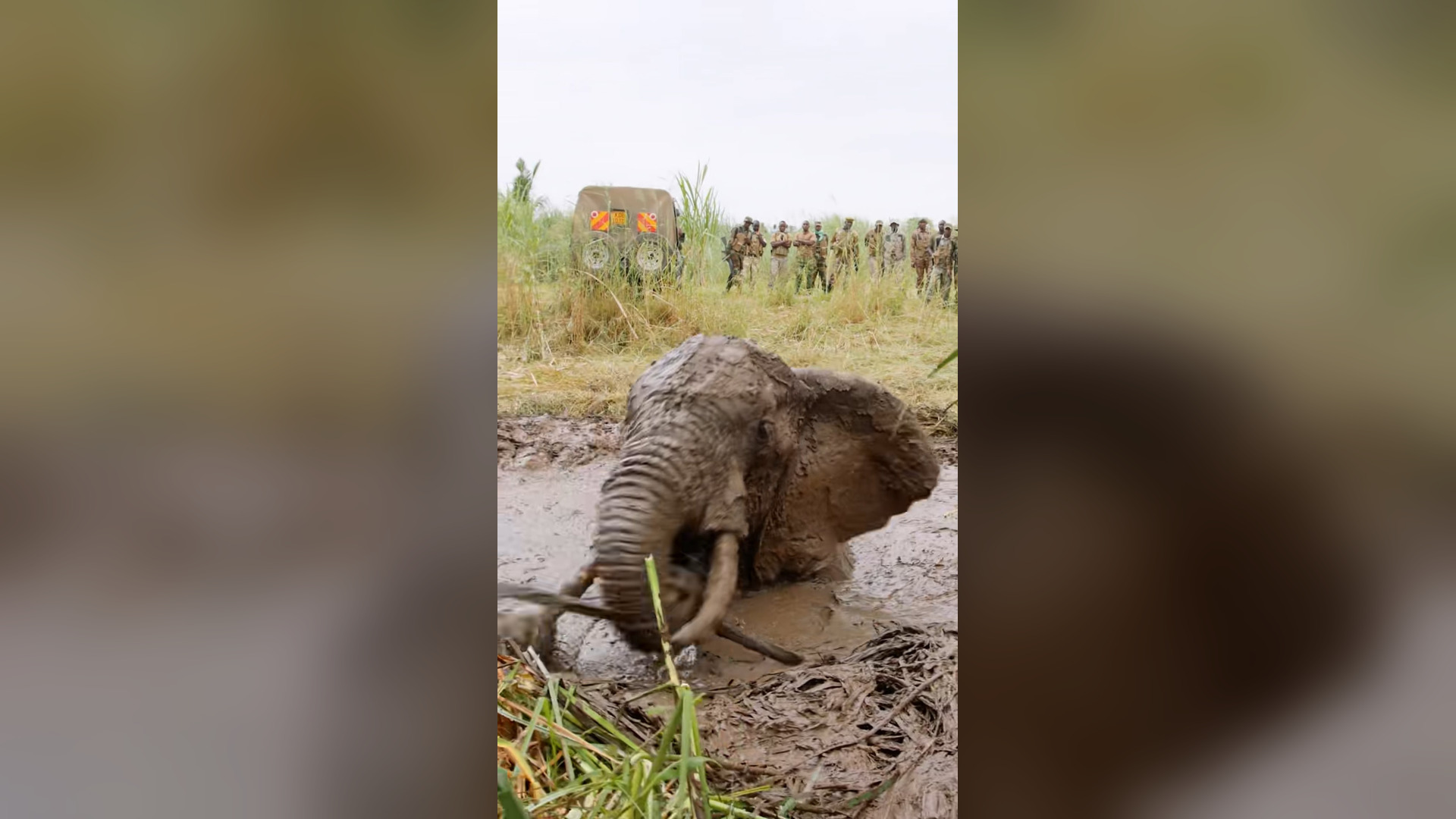 H1304011_Yesterday, our team was busy saving bull elephan