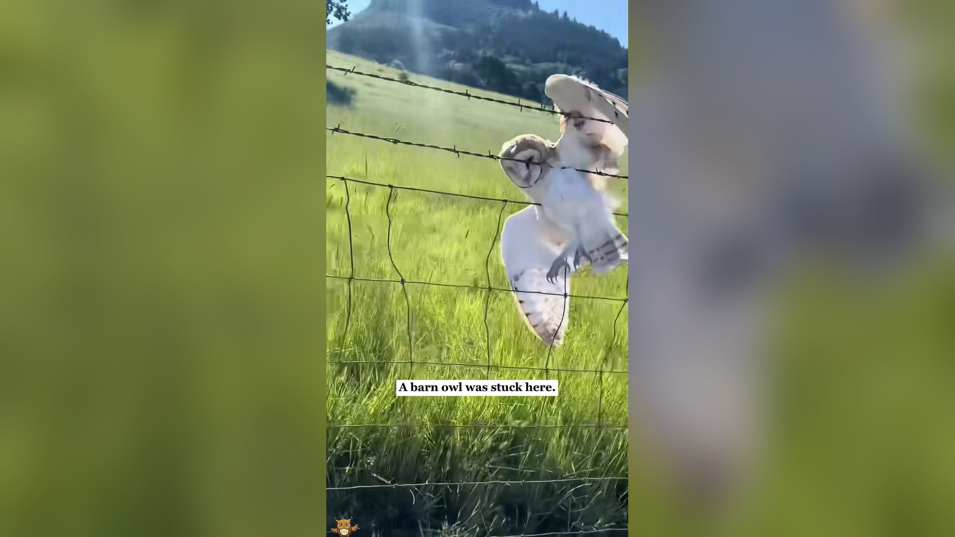 H1304010_barn owl was stuck then #rescue #animals #fy