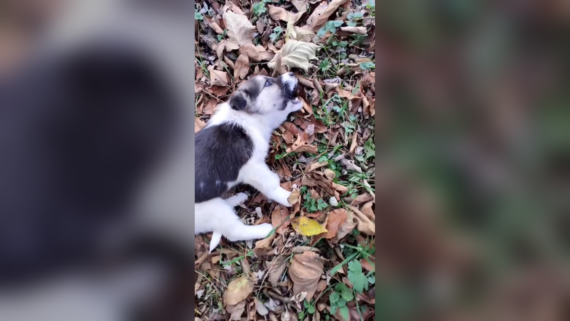 H1304005_He is ok now #doglover #dogs #dogrescue #rescue