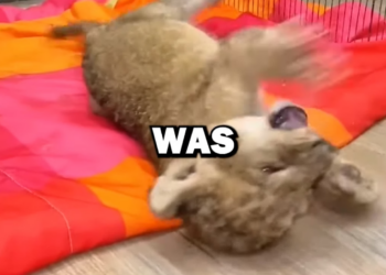 H0604022_Saving Lion Cub! #animalrescue #animals