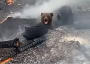 H0604024_He Found Crying Bear Cub In Smoldering Ashes