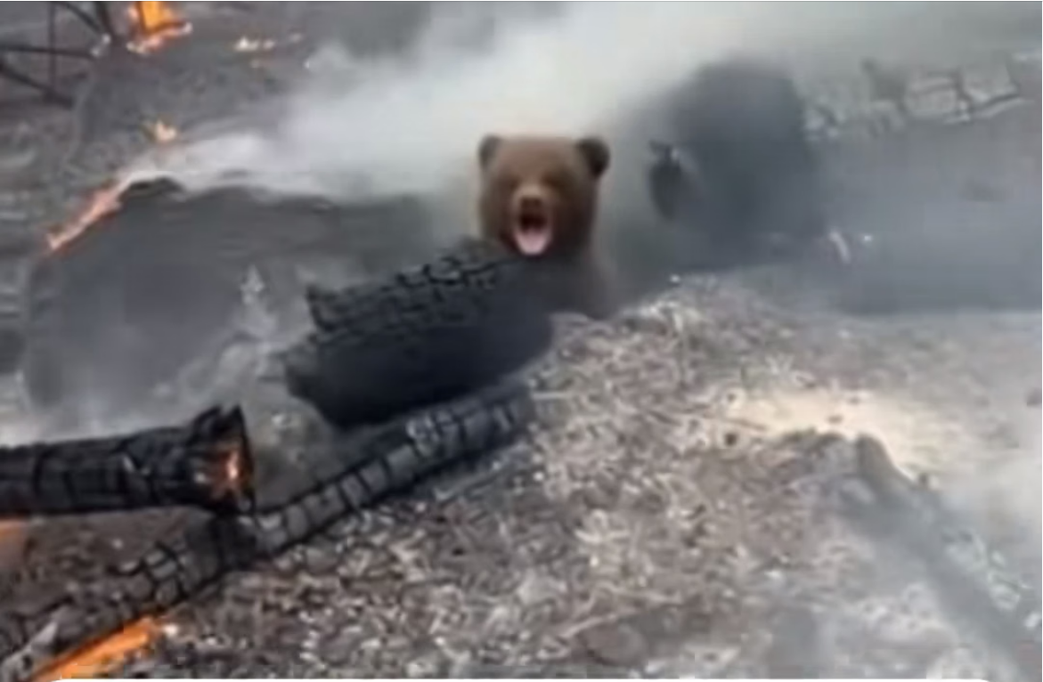 H0604024_He Found Crying Bear Cub In Smoldering Ashes