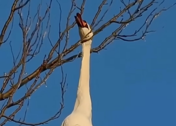 H0604022_Saving Lion Cub! #animalrescue #animals