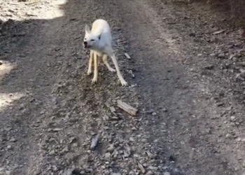 H0304004_Cry Help Saved Life #wholesome #a