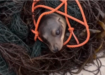 H0604023_Trapped Sea Lion Was Hidden Under Tangled Net