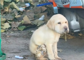 H0704003_found dog on roadside, foaming at mout