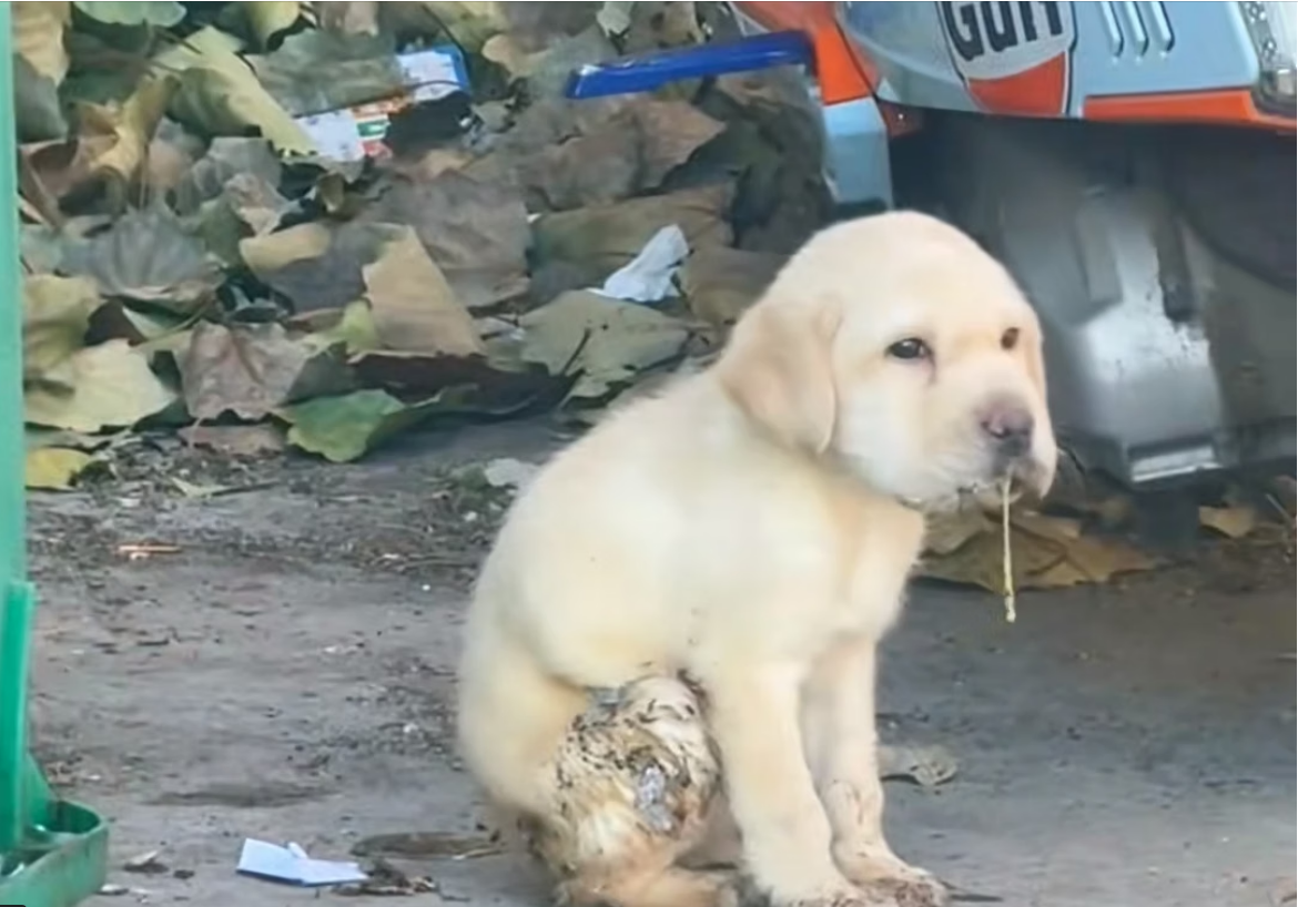 H0704003_found dog on roadside, foaming at mout