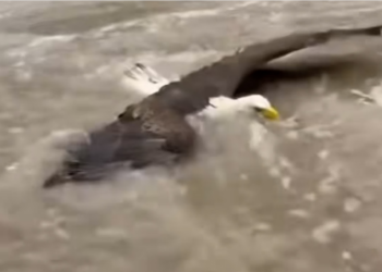 H0704002_Rescaté Esta Aguila Me Dio Una Sorpresa