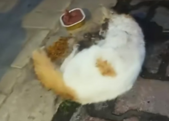 H0704006_saved cat on road #rescue #rescueanimals