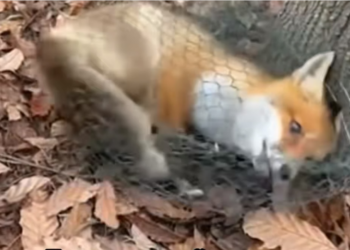 H0304013_Rescaté Este Zorro Algo Increíble Pasó