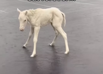 H0304001_Wish my cat could adopt an animal #wholesome