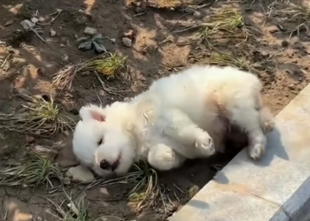 H0304005_Rescue puppy abandoned by mother #animal #animal