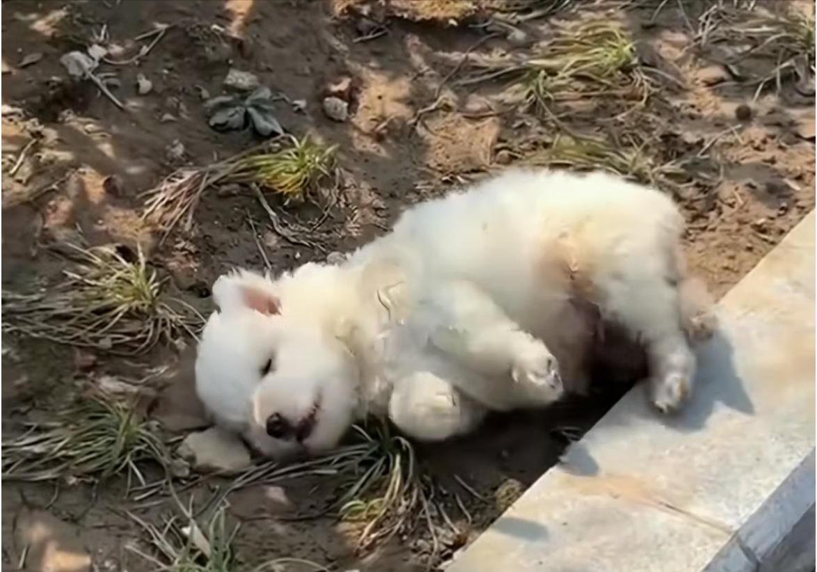 H0304005_Rescue puppy abandoned by mother #animal #animal