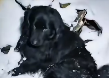 H0304009_#dog #dogsoftiktok #dogs #animals