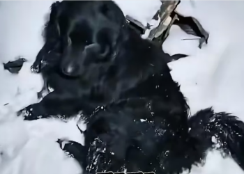 H0304009_#dog #dogsoftiktok #dogs #animals