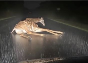 H0304002_Gentle Rescue Gentle Giraffe #wholesome