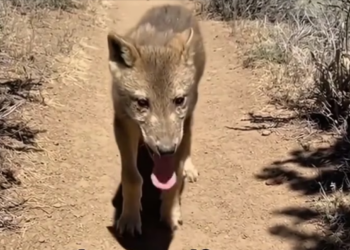 H0304003_She Back Where She Belongs #wholesome #animal