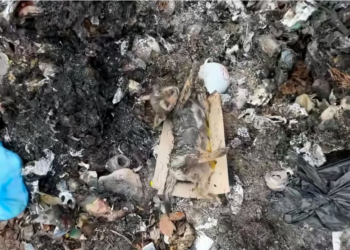 H0304007_Rescue puppy #animal #animalsoftiktok #rescueani