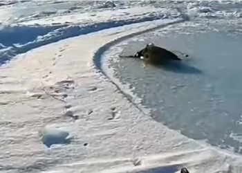 H0304010_found an adult penguin tangled in net on