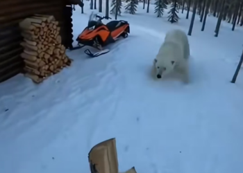 H0304011_thought bear was attacking me. But she neede