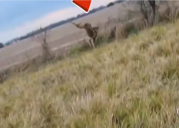 H0304012_kind man stops to help wild animal trapped in