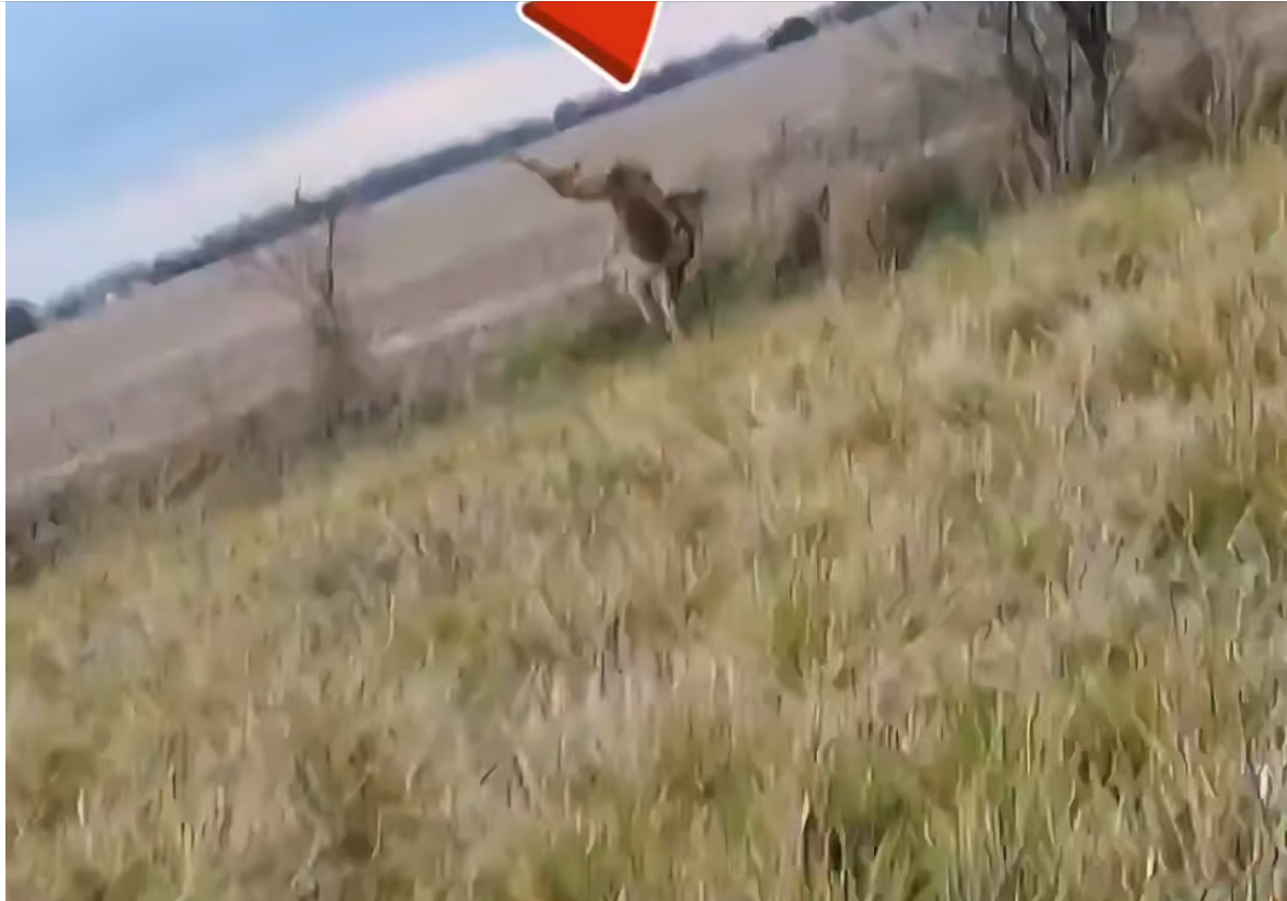 H0304012_kind man stops to help wild animal trapped in