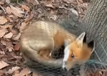 H0304013_Rescaté Este Zorro Algo Increíble Pasó