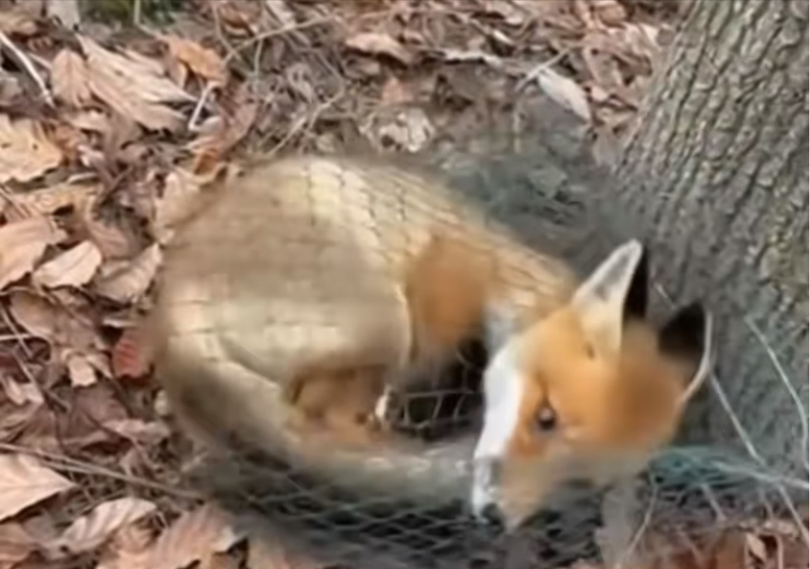 H0304013_Rescaté Este Zorro Algo Increíble Pasó