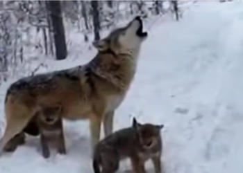 H0304015_He Saved Dying Wolf Pup Months Later, She