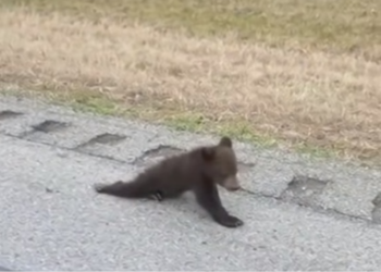 H0304016_She found baby bear crawling on road ch