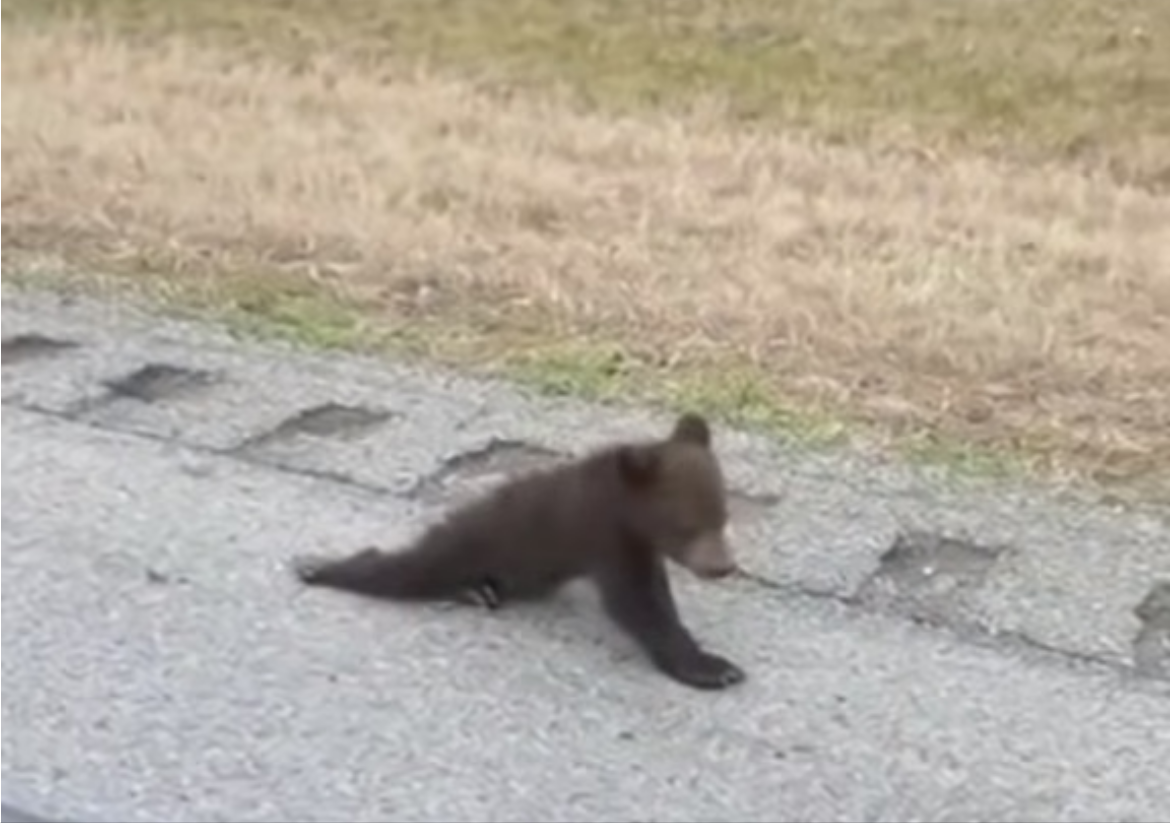 H0304016_She found baby bear crawling on road ch