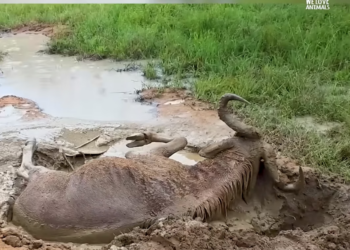 H0304017_Brave Men Rescue Wildebeest Trapped in Mud