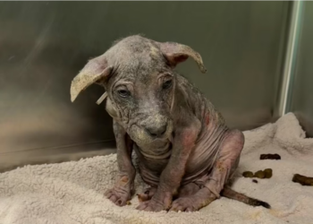 H0304019_Rescue is hard. Every single day it feels like we