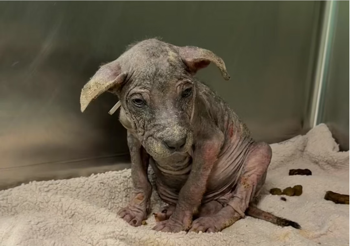 H0304019_Rescue is hard. Every single day it feels like we