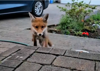 H0304008_Rescue fox #rescue #animal #animalsoftiktok #res