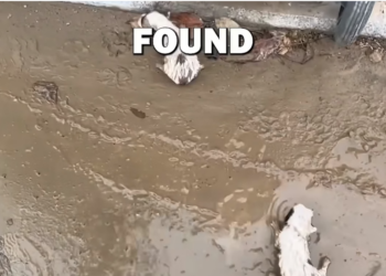 H0704010_SAVING ABANDONED PUPPIES! #animalrescue #animals