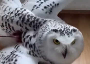 H0704012_Este Búho Entró Por Mi Ventana Esto Pasó
